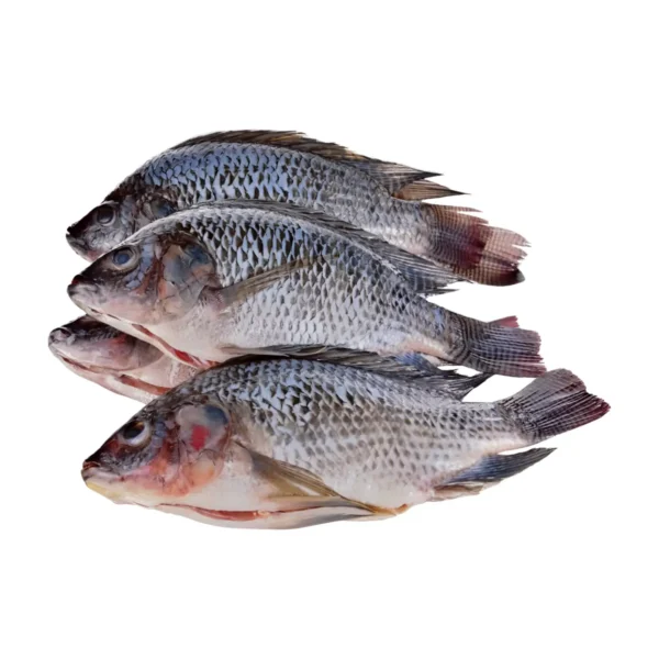 Tilapia 800-1000G (Frozen)