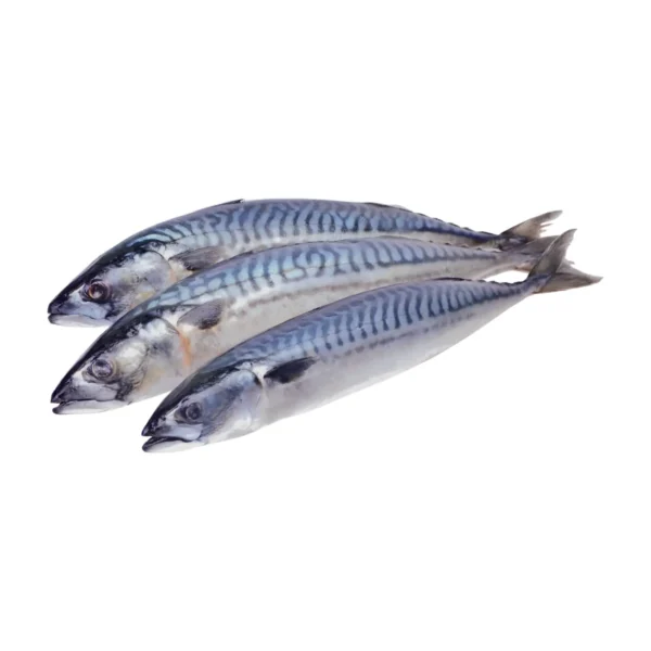 Mackerel / Titus (3 Pack, Frozen )