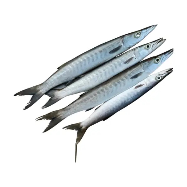 Barracuda Fish 1KG (Frozen)