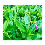 Fresh Water Leaves 1KG